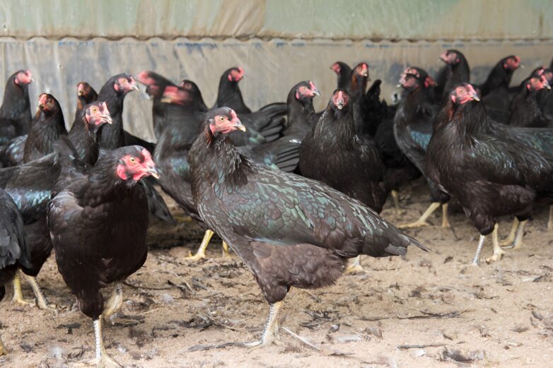 黒さつま鶏 | AP HOLDINGS / エー・ピーホールディングス - 塚田